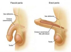 penampang cara memperpanjang penis